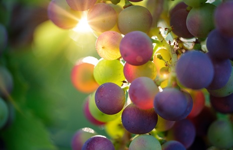 fruttosio non è uno zucchero raffinato 